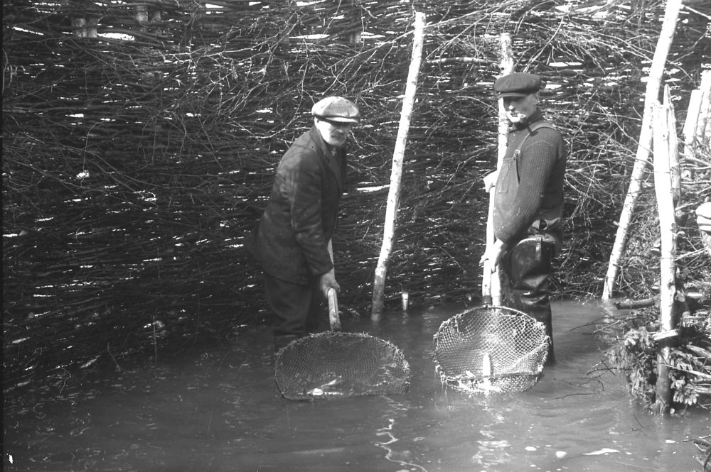 Black and white photograph (1937): two men weir fishing at Île aux Patins, Kamouraska. They stand in the shallow water inside the weir (interwoven branches). Men with round dip nets. Dense branch structure with light vertical integrated stakes.