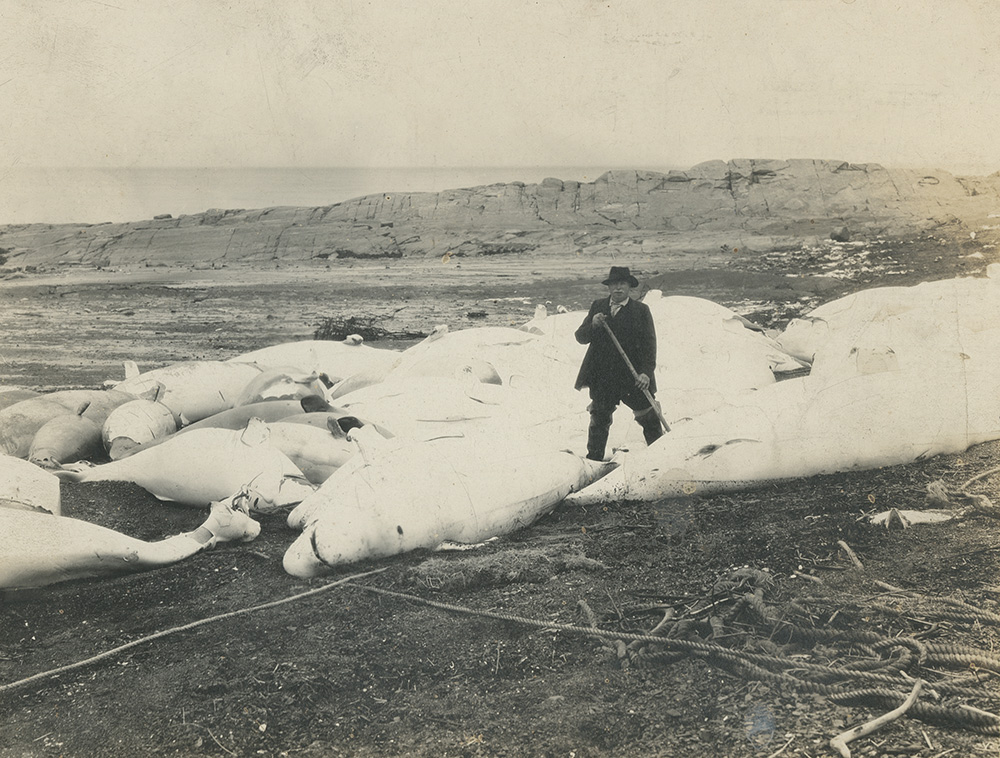 Black and white photograph of a fisherman standing in the middle of several dozen belugas on the beach. The belugas have been killed and then pulled up onto the beach. The rope, which was used to pull the small white whales onto the beach, is visible in the foreground of the image. In the background, a long cape of rock hides the St. Lawrence River.