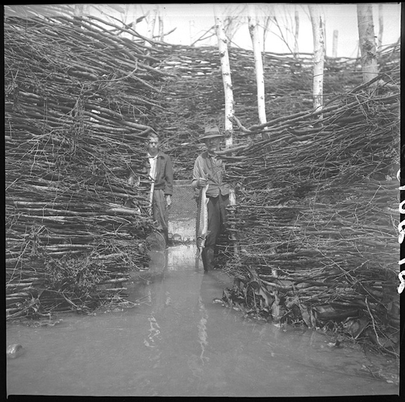 Black and white photograph: Flavius and Maurice Ouellet standing in shallow water in the middle of a brush weir (interwoven branches). Dense branch structure (around and in the background). Thin white tree trunks integrated. Île aux Patins, Kamouraska: interior of a traditional fishing structure.