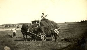 Sepia photograph: horse pulling a hay-filled cart in a field. A man sits on the hay, holding a handle. Another man works on the ground with a pitchfork. To the left, a third person standsnext to a pile of hay.