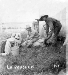 Vintage black and white photograph showing three men holding a pig in the grass for butchering and two women beginning to cut up the meat.