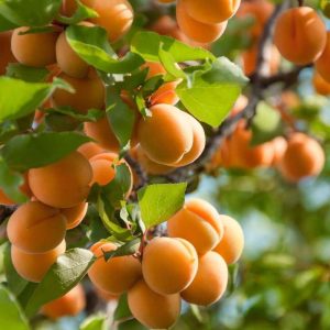 A branch loaded with apricots