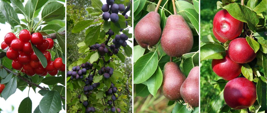 Orchard fruit from the Côte-du-Sud