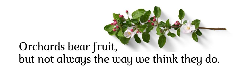 Apple tree stem in bloom and citation: orchards bear fruit, but not always the way we think they do.