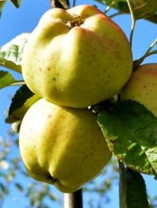 Three white apples in a tree
