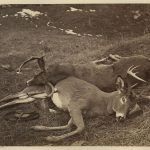 Albumen print (before 1865, Alexander Henderson): Canadian Deer, QC (hunting scene). Two male white-tailed deer, branched antlers) lying on grassy ground.