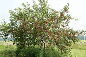 Cherries tree laden with cherries in a field