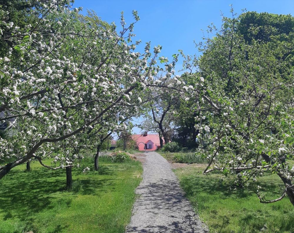 An alley lined with blossoming fruit trees, in the background the red roof of a house