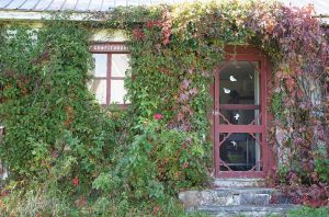 An old mosquito net door and window surrounded by ivy