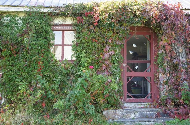 An old mosquito net door and window surrounded by ivy