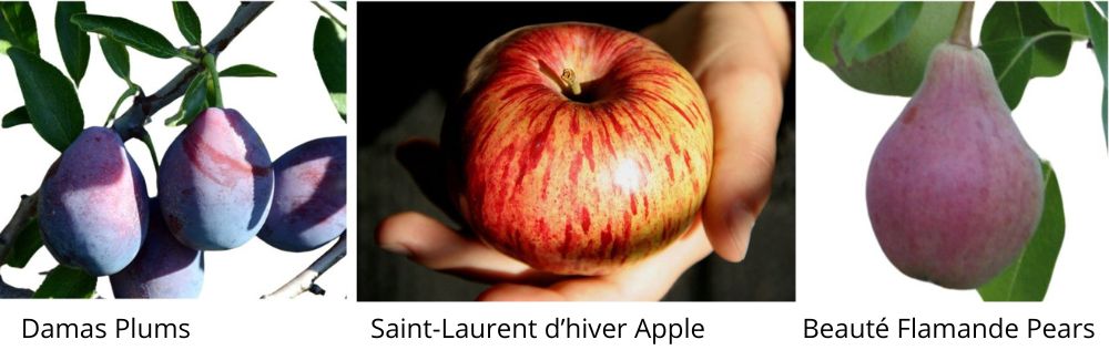 Plums, apple and pear