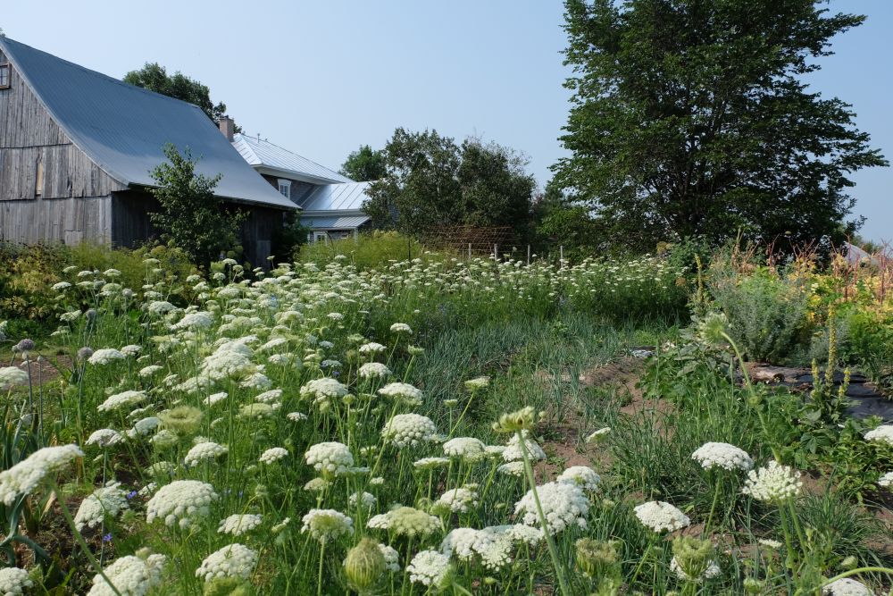 Large garden filled with white flowers, extending towards wooden farm buildings on the left and a large tree on the right.