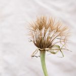 Salsify seed head, with long, feathery, beige-brown pappuses emerging from a green base. The background is light-colored and solid.