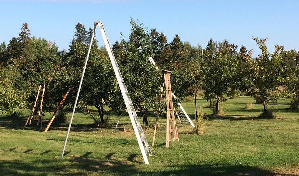 Three-legged ladder in an orchard