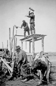 Black and white photograph (1936): men building a fish weir. Two men on a wooden structure drive stakes into the ground with mallets. Another man on the ground prepares/ handles the materials). Right: ox (transports materials /assists with construction).