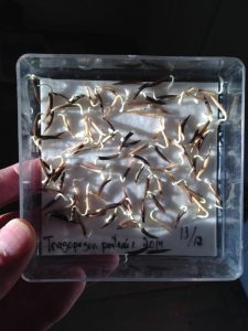 A hand holding a clear box containing numerous sprouted seeds. A handwritten label inside reads 