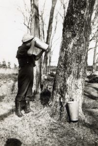 Black and white photograph: a person stands near a tree drinking maple sap (metal container). Another bucket and spout on the tree. Snowless landscape (end of the sugaring-off season).