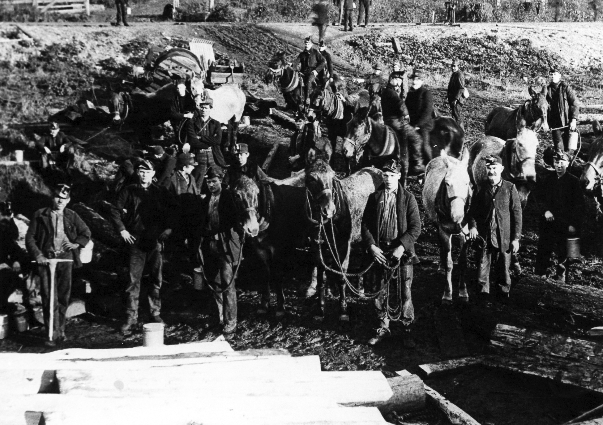 Black and white photograph of a group of men, some holding mules by the reins, standing looking toward the camera.