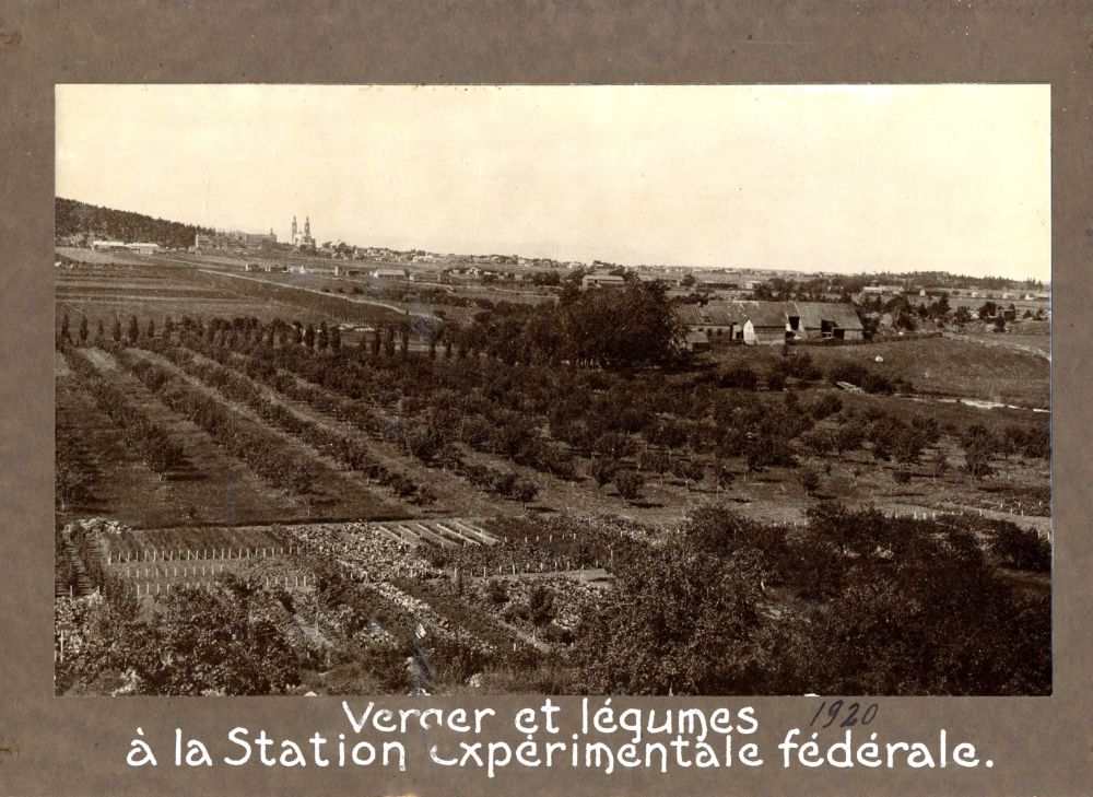 An orchard and vegetable gardens, a village in the distance
