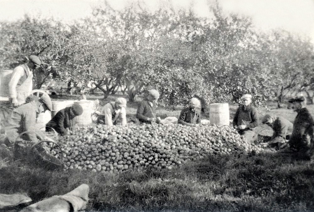 Nine men sorting apples in an orchard