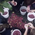 People on their knees on the ground sorting plums into small containers.