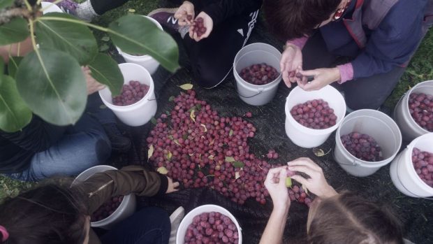 People on their knees on the ground sorting plums into small containers.