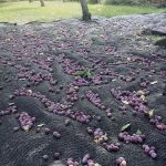 Blue plums falling on tarps lying under plum trees