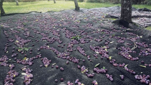 Blue plums falling on tarps lying under plum trees
