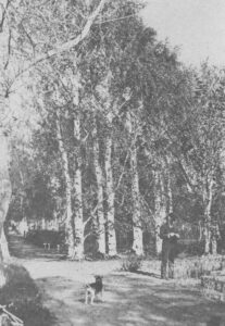 A man and his dog in a trail through mature trees