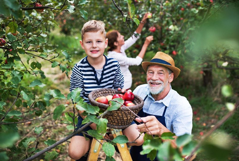 A boy sitting on top of a stepladder with a basket of apples, an elder beside him and a woman picking behind.