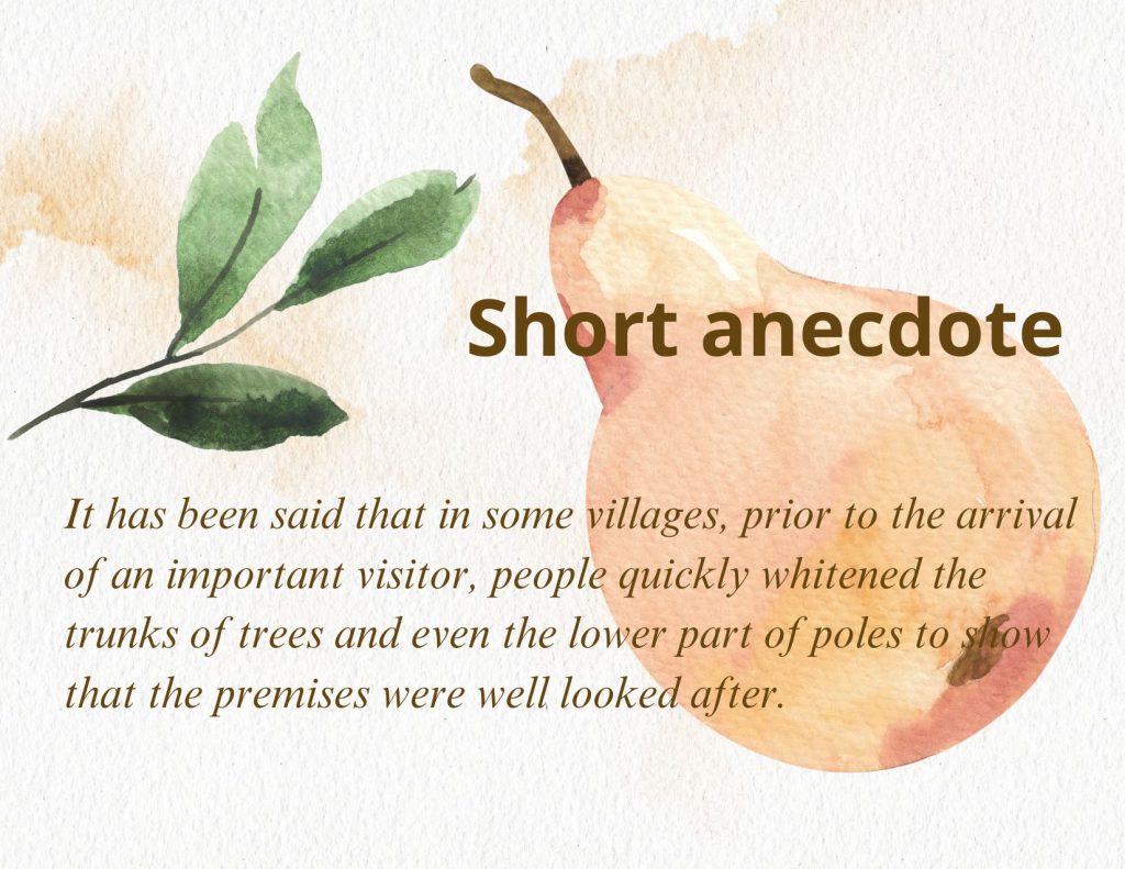 Anecdote written on a representation of a pear in watercolor