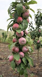 A columnar apple tree that is laden with apples