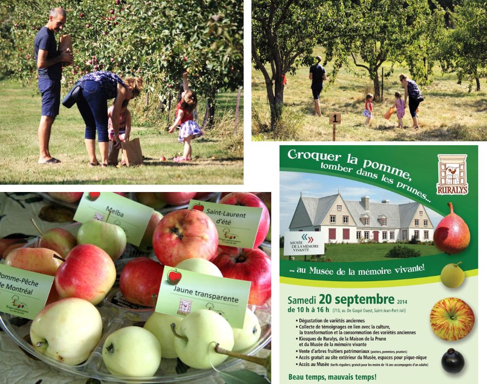 Photo montage: families picking from trees, apple platter, activity posters