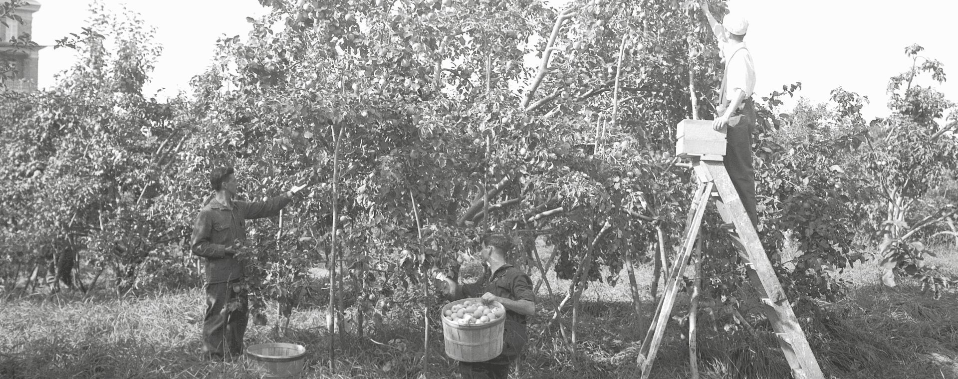 Three men pick fruits in an orchard