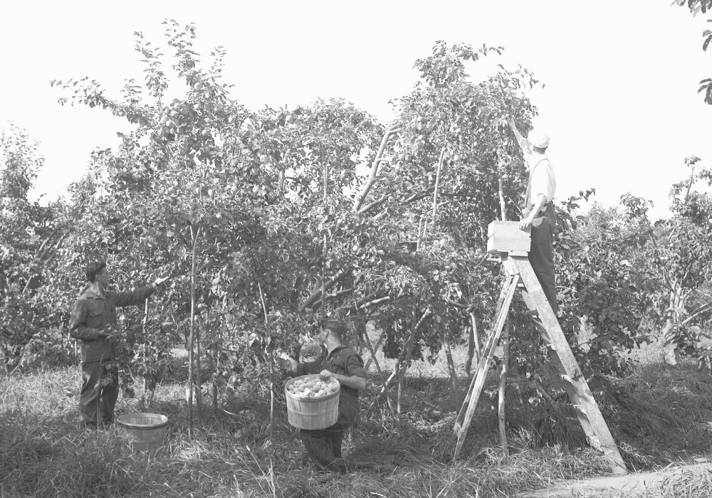 Three men pick fruits in an orchard