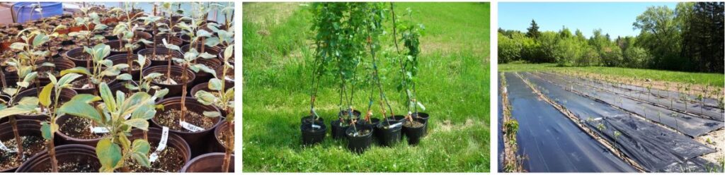 Three photos of the evolution of fruit tree grafts