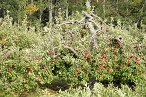 Old apple tree laden with fruit